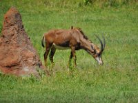 2015067545 Disneys Animal Kingdom - Orlando FL - Jun 09