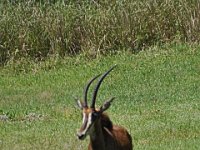 2015067546 Disneys Animal Kingdom - Orlando FL - Jun 09