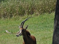 2015067547 Disneys Animal Kingdom - Orlando FL - Jun 09