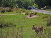 2015067550 Disneys Animal Kingdom - Orlando FL - Jun 09