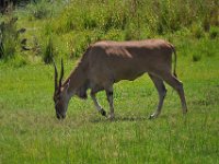 2015067551 Disneys Animal Kingdom - Orlando FL - Jun 09