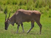 2015067552 Disneys Animal Kingdom - Orlando FL - Jun 09