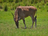 2015067553 Disneys Animal Kingdom - Orlando FL - Jun 09