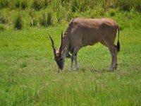 2015067554 Disneys Animal Kingdom - Orlando FL - Jun 09