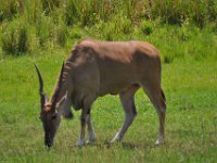 2015067555 Disneys Animal Kingdom - Orlando FL - Jun 09