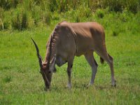 2015067556 Disneys Animal Kingdom - Orlando FL - Jun 09