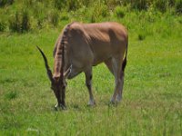 2015067557 Disneys Animal Kingdom - Orlando FL - Jun 09