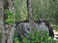 2015067558 Disneys Animal Kingdom - Orlando FL - Jun 09