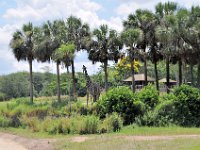 2015067568 Disneys Animal Kingdom - Orlando FL - Jun 09