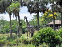 2015067569 Disneys Animal Kingdom - Orlando FL - Jun 09