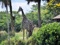 2015067570 Disneys Animal Kingdom - Orlando FL - Jun 09