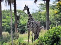 2015067571 Disneys Animal Kingdom - Orlando FL - Jun 09