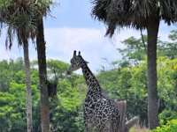 2015067572 Disneys Animal Kingdom - Orlando FL - Jun 09