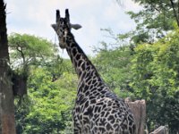 2015067573 Disneys Animal Kingdom - Orlando FL - Jun 09