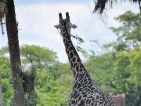 2015067574 Disneys Animal Kingdom - Orlando FL - Jun 09