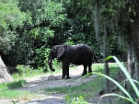 2015067575 Disneys Animal Kingdom - Orlando FL - Jun 09