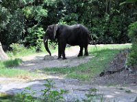 2015067577 Disneys Animal Kingdom - Orlando FL - Jun 09