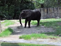 2015067578 Disneys Animal Kingdom - Orlando FL - Jun 09