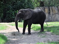 2015067580 Disneys Animal Kingdom - Orlando FL - Jun 09