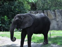 2015067582 Disneys Animal Kingdom - Orlando FL - Jun 09