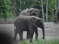 2015067584 Disneys Animal Kingdom - Orlando FL - Jun 09