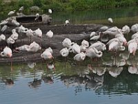 2015067592 Disneys Animal Kingdom - Orlando FL - Jun 09