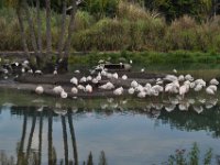 2015067593 Disneys Animal Kingdom - Orlando FL - Jun 09