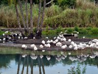 2015067596 Disneys Animal Kingdom - Orlando FL - Jun 09