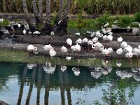 2015067597 Disneys Animal Kingdom - Orlando FL - Jun 09