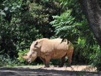 2015067598 Disneys Animal Kingdom - Orlando FL - Jun 09