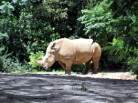 2015067599 Disneys Animal Kingdom - Orlando FL - Jun 09