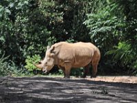 2015067600 Disneys Animal Kingdom - Orlando FL - Jun 09