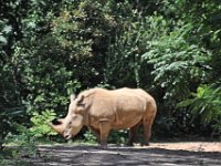 2015067601 Disneys Animal Kingdom - Orlando FL - Jun 09