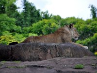 2015067602 Disneys Animal Kingdom - Orlando FL - Jun 09