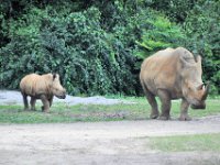 2015067603 Disneys Animal Kingdom - Orlando FL - Jun 09