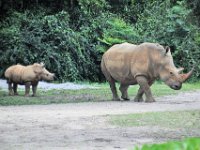 2015067604 Disneys Animal Kingdom - Orlando FL - Jun 09