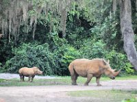 2015067605 Disneys Animal Kingdom - Orlando FL - Jun 09