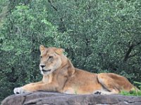 2015067606 Disneys Animal Kingdom - Orlando FL - Jun 09