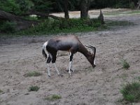 2015067610 Disneys Animal Kingdom - Orlando FL - Jun 09