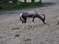 2015067611 Disneys Animal Kingdom - Orlando FL - Jun 09