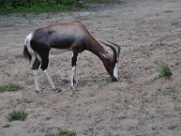 2015067612 Disneys Animal Kingdom - Orlando FL - Jun 09