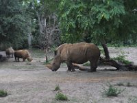 2015067614 Disneys Animal Kingdom - Orlando FL - Jun 09