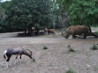 2015067617 Disneys Animal Kingdom - Orlando FL - Jun 09