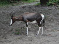 2015067620 Disneys Animal Kingdom - Orlando FL - Jun 09