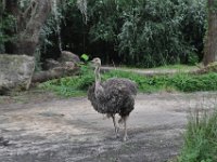 2015067623 Disneys Animal Kingdom - Orlando FL - Jun 09