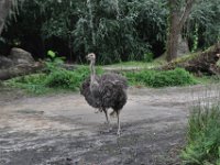 2015067624 Disneys Animal Kingdom - Orlando FL - Jun 09