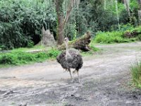 2015067626 Disneys Animal Kingdom - Orlando FL - Jun 09