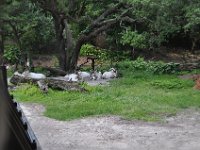 2015067627 Disneys Animal Kingdom - Orlando FL - Jun 09