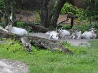 2015067628 Disneys Animal Kingdom - Orlando FL - Jun 09