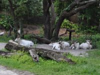 2015067629 Disneys Animal Kingdom - Orlando FL - Jun 09